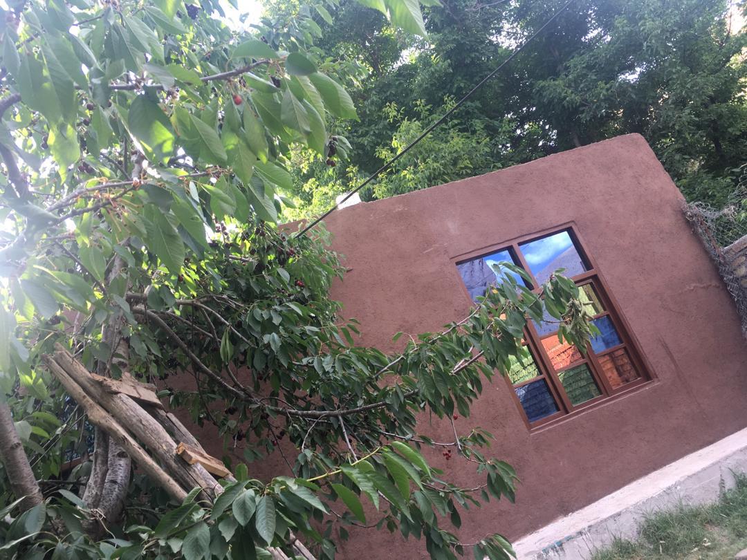 تصویر بومگردی شکوفه گیلاس