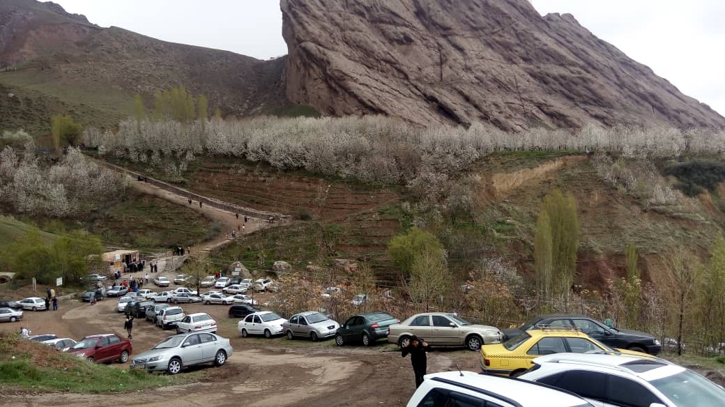 تصویر بومگردی شکوفه گیلاس