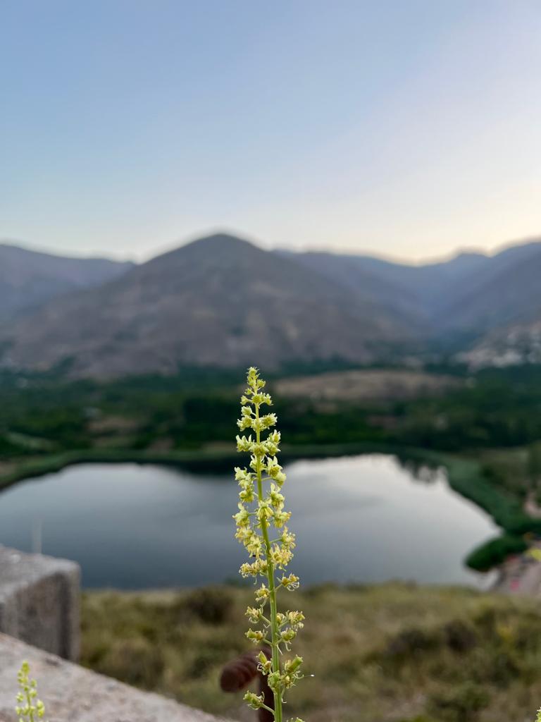 تصویر قوی سفید اوان